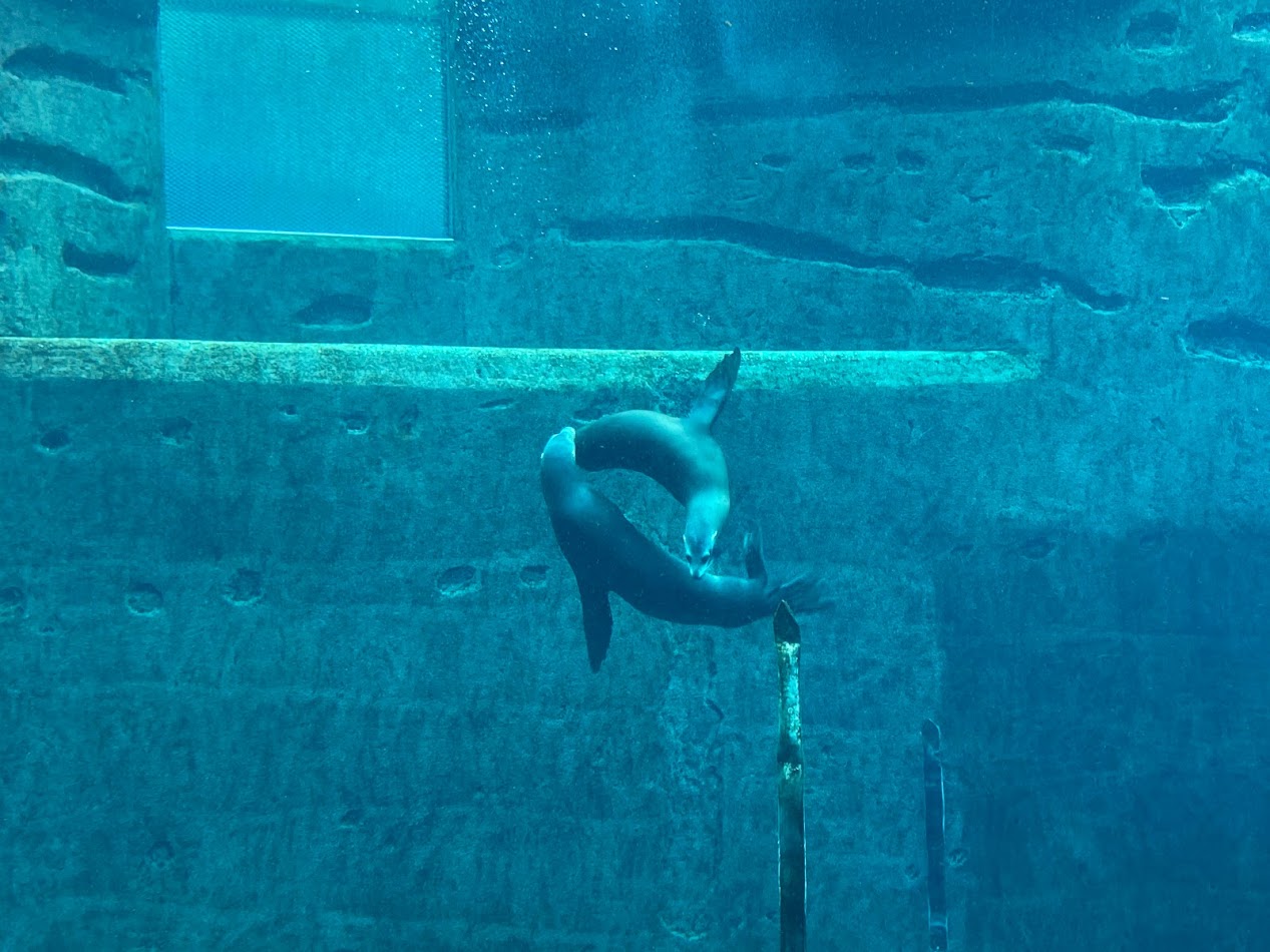 Tiergarten Nürnberg- playing Californian sea lion- 2023