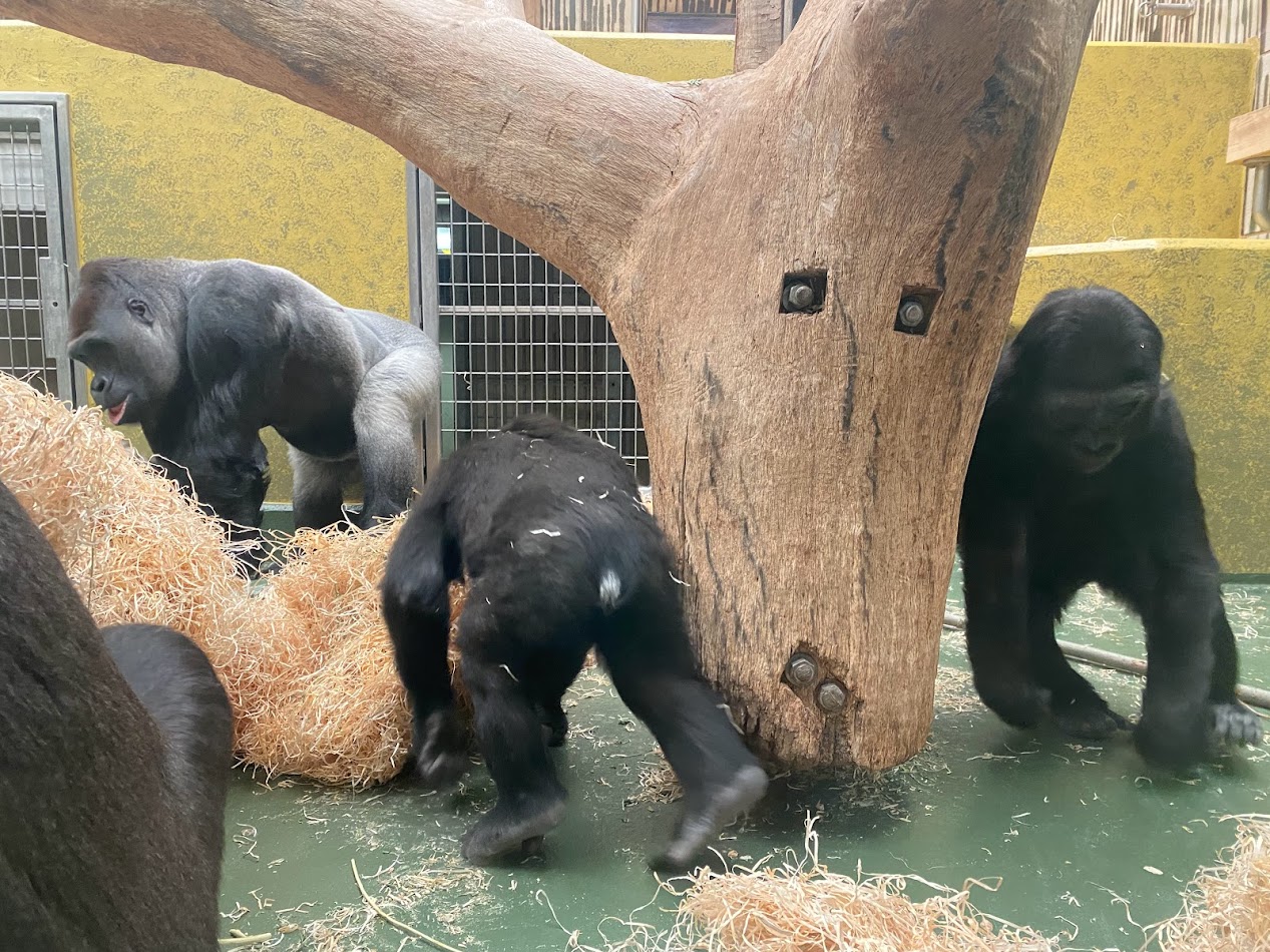 Tiergarten Nürnberg- playing gorillas. 2023