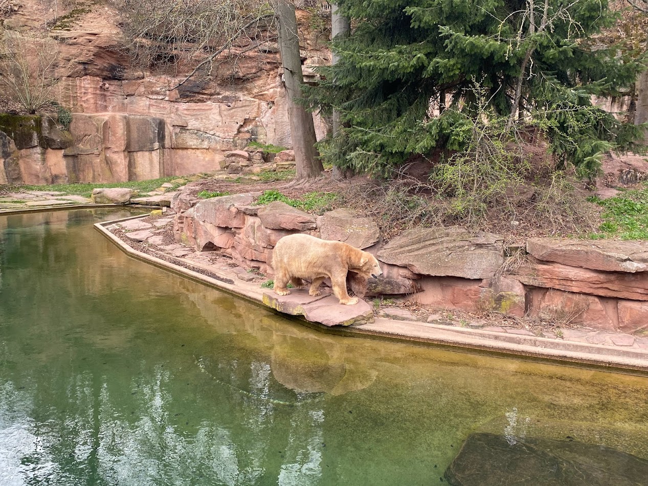 Tiergarten Nürnberg- polar bear- 2023