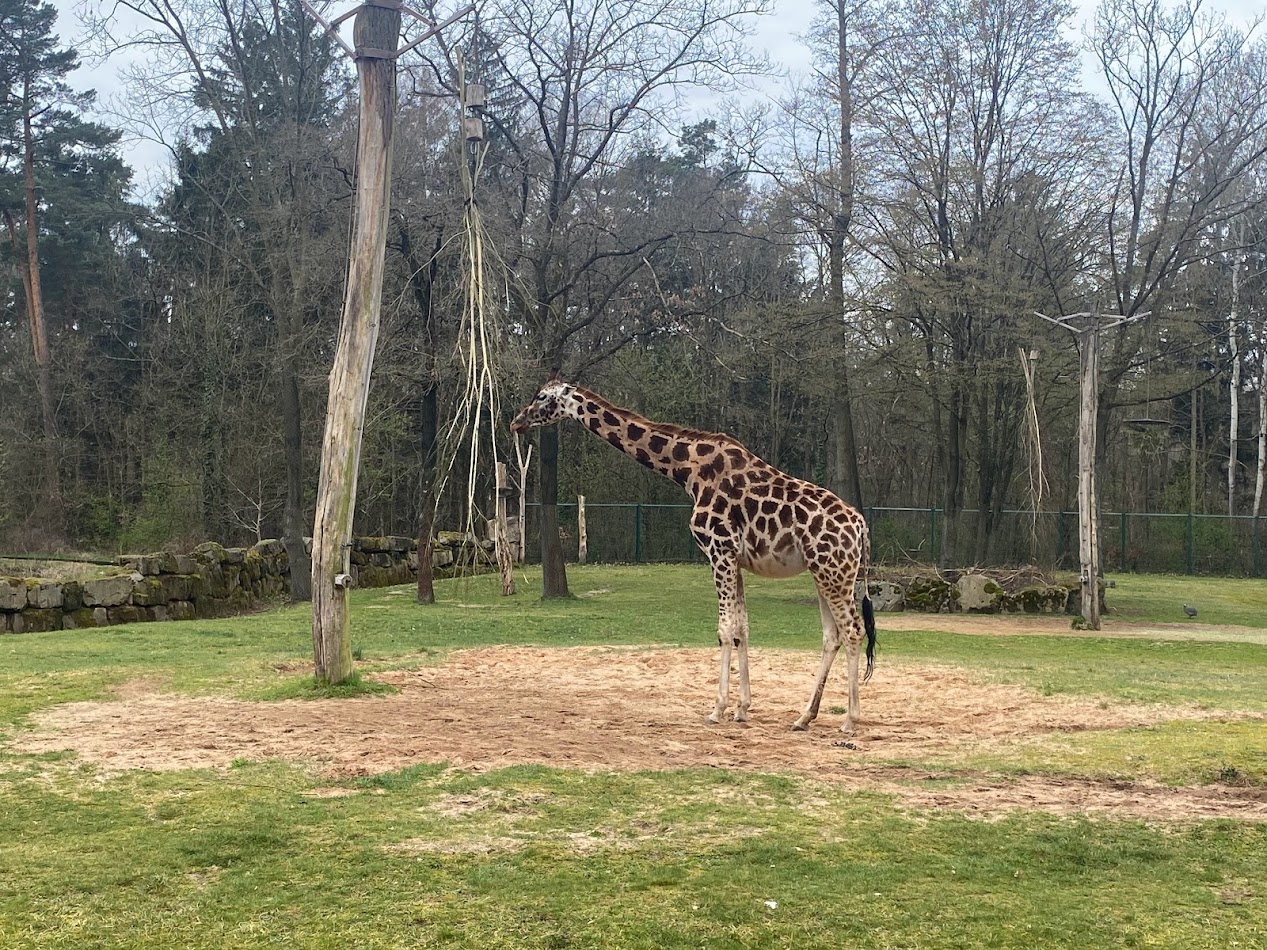 Tiergarten Nürnberg- Rothschild's giraffe- 2023