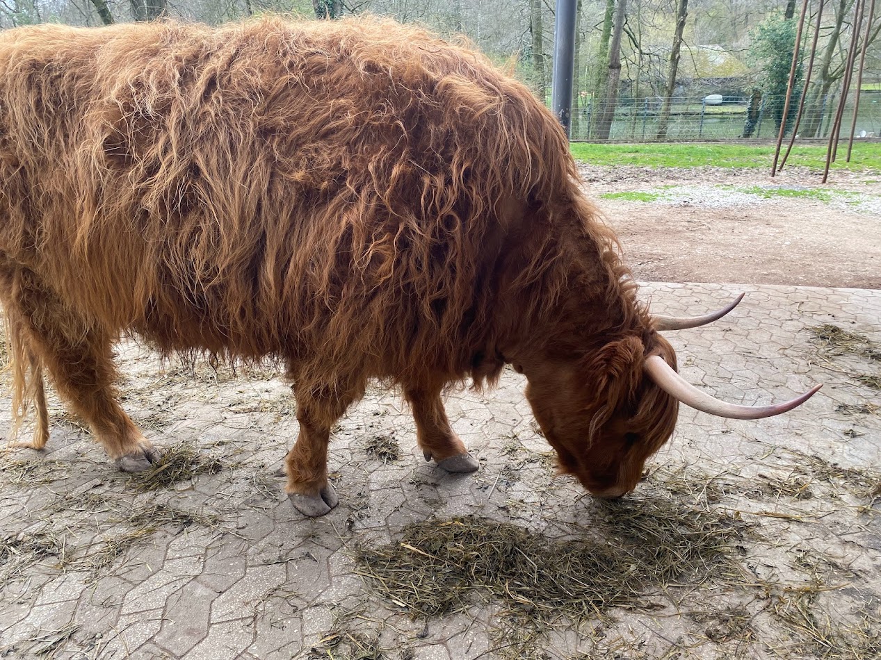 Tiergarten Nürnberg- Scottish highland cattle- 2023
