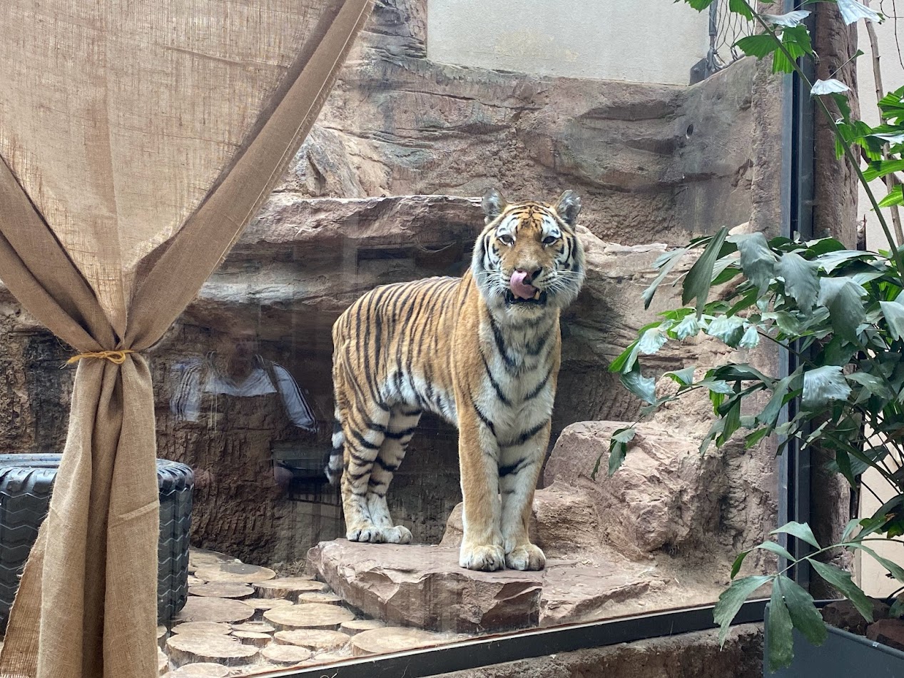 Tiergarten Nürnberg- Siberian tiger- 2023