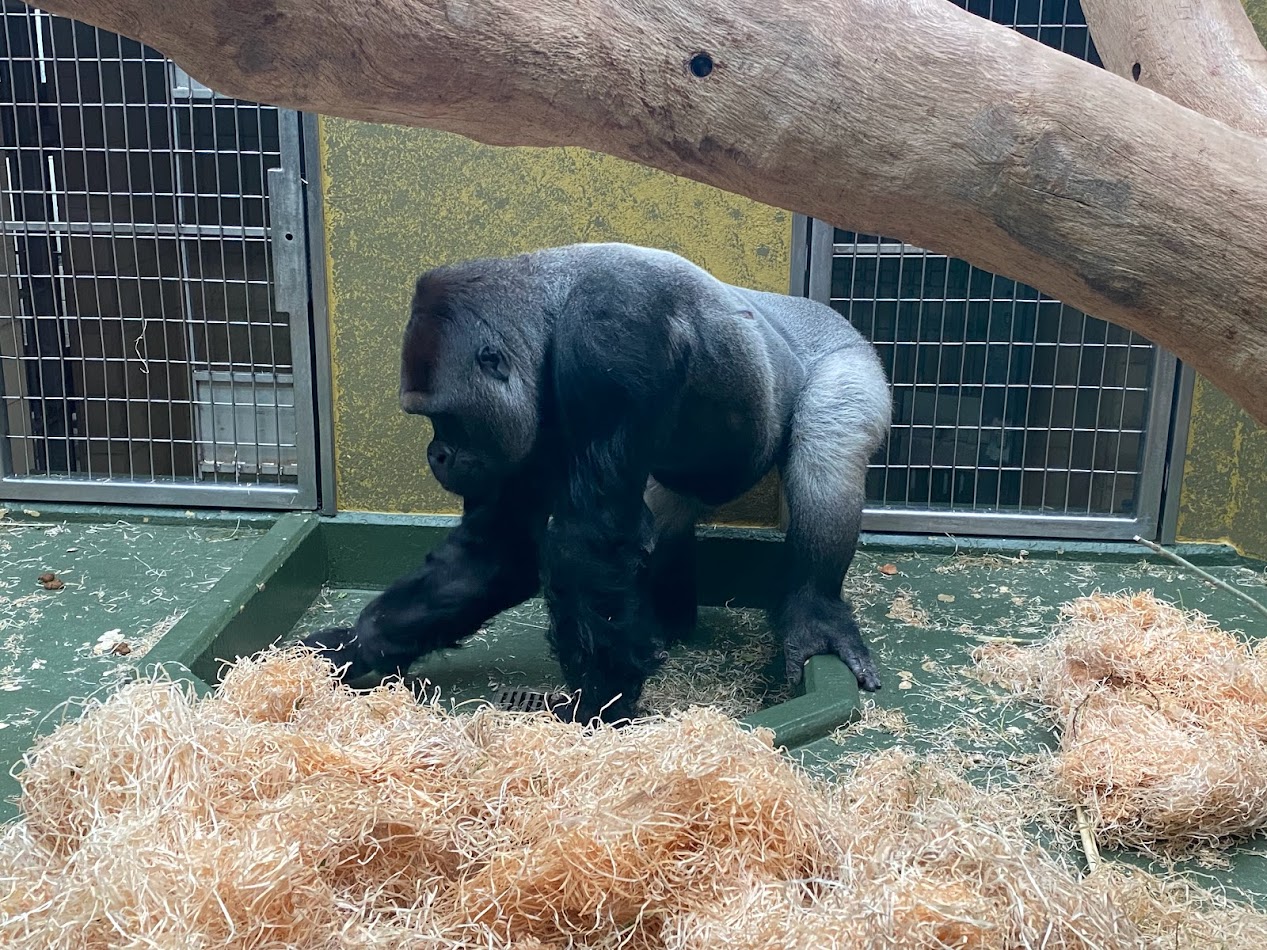 Tiergarten Nürnberg- silverback gorilla- 2023
