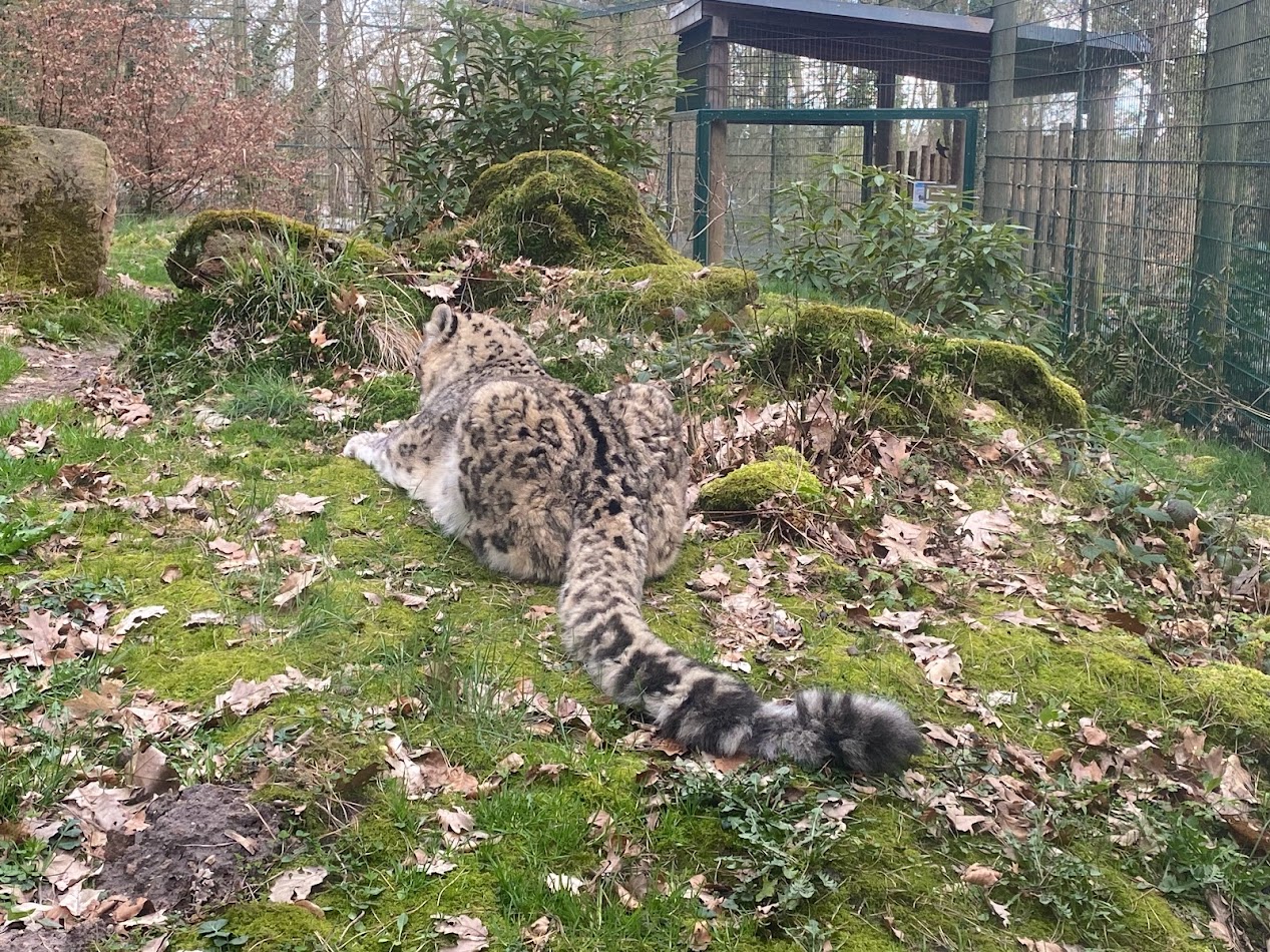 Tiergarten Nürnberg- snow leopard- 2023