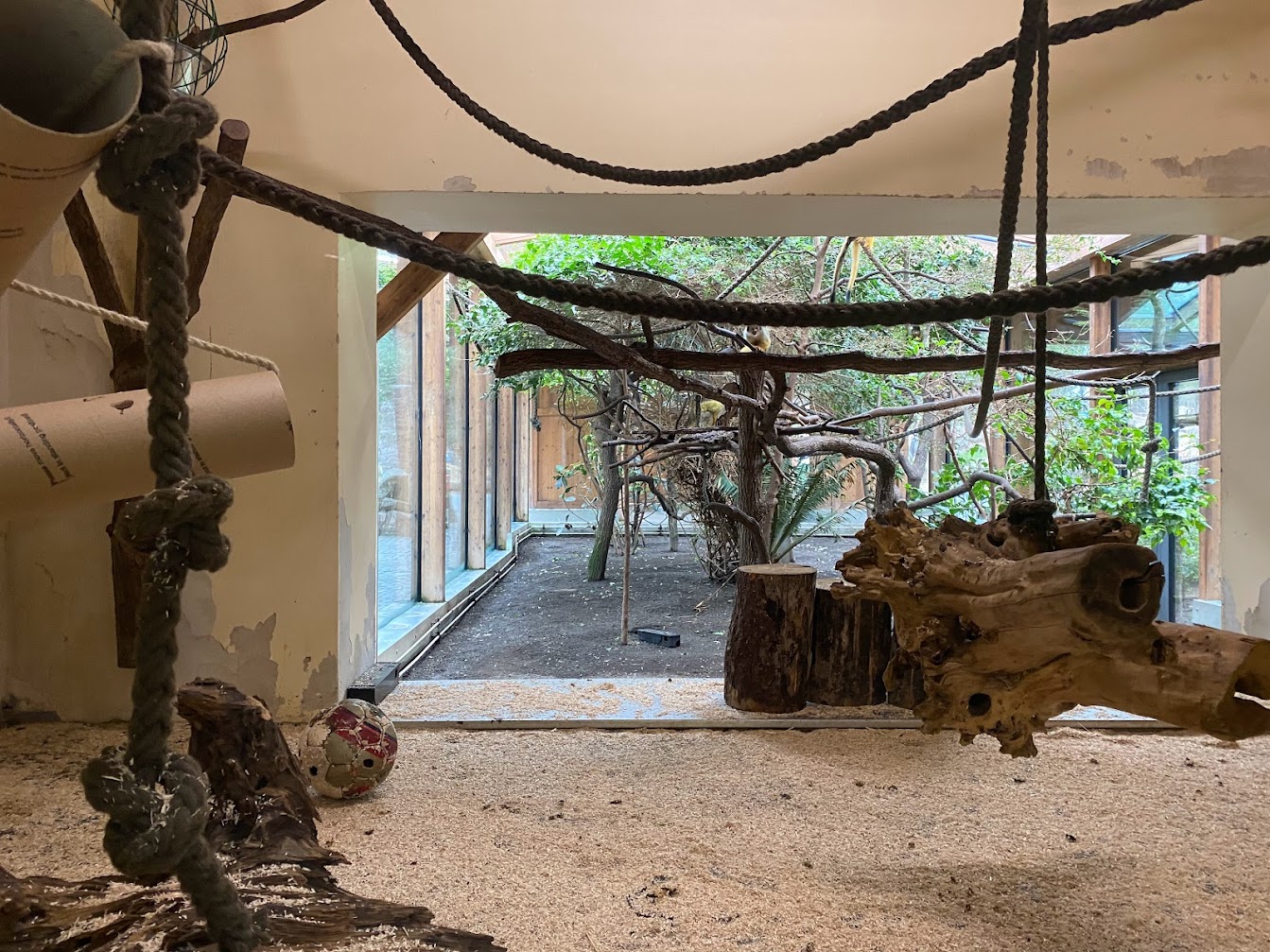 Tiergarten Nürnberg- squirrel monkey indoor enclosure- 2023