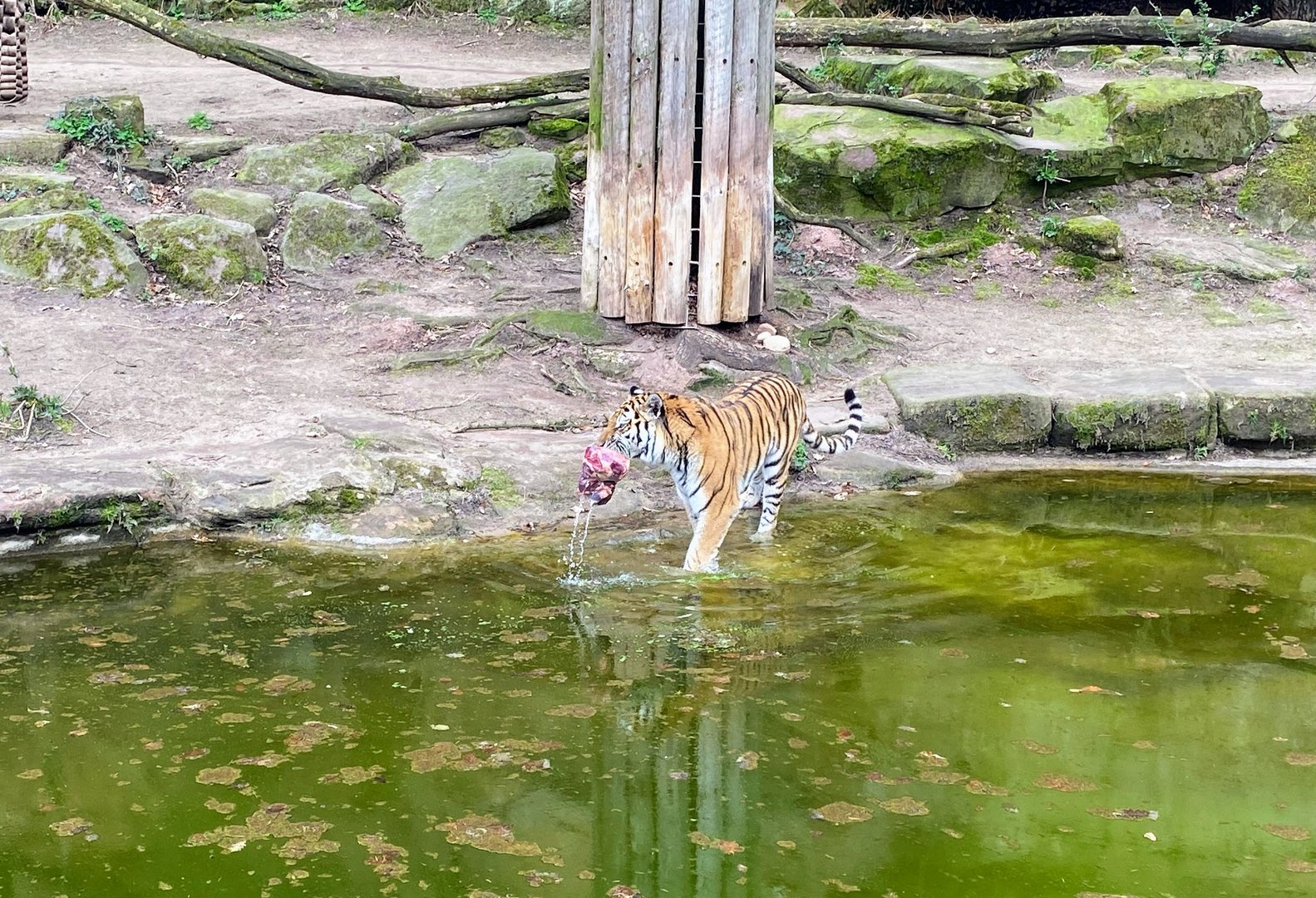 Tiergarten Nürnberg- tiger- 2023