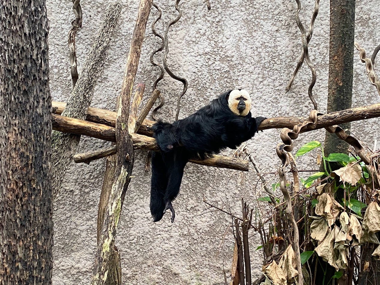 Tiergarten Nürnberg- white-faced saki- 2023