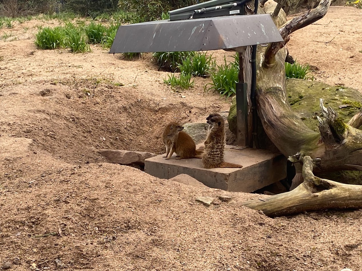Tiergarten Nürnberg- yellow mongoose and meerkats. 2023