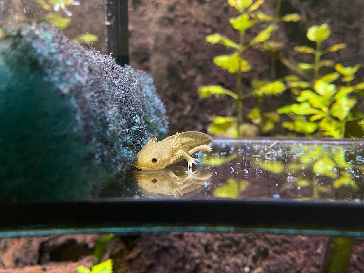 Tiergarten Nürnberg- young axolotl- 2023