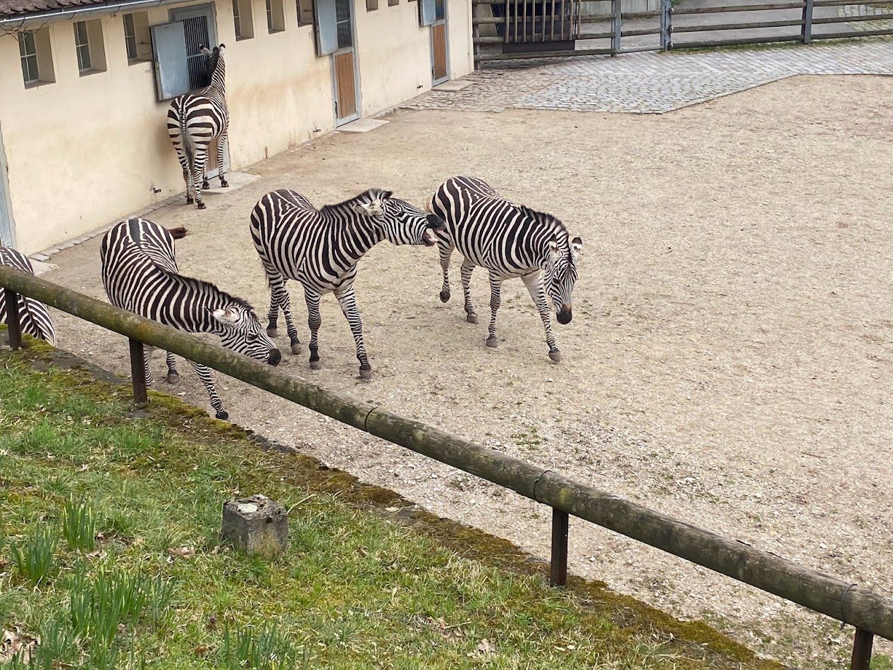 Tiergarten Nürnberg- zebra herd- 2023