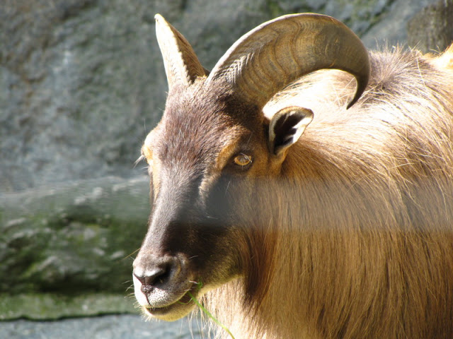 Tiergarten Schönbrunn 12.06.2010