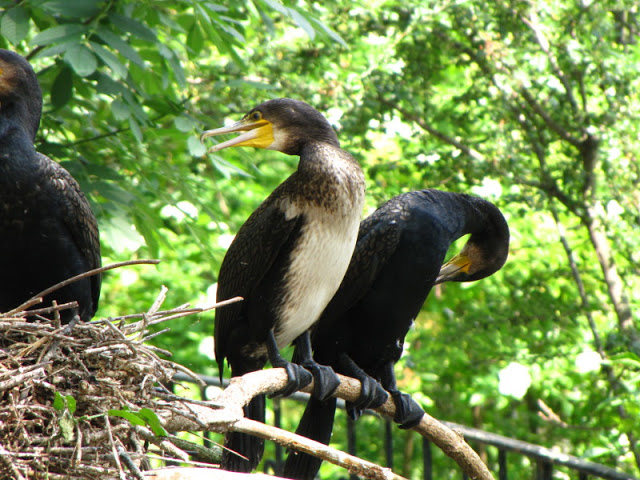 Tiergarten Schönbrunn 12.06.2010