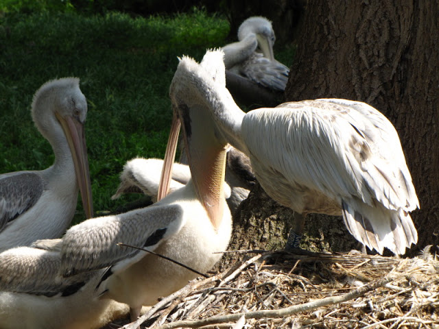 Tiergarten Schönbrunn 12.06.2010