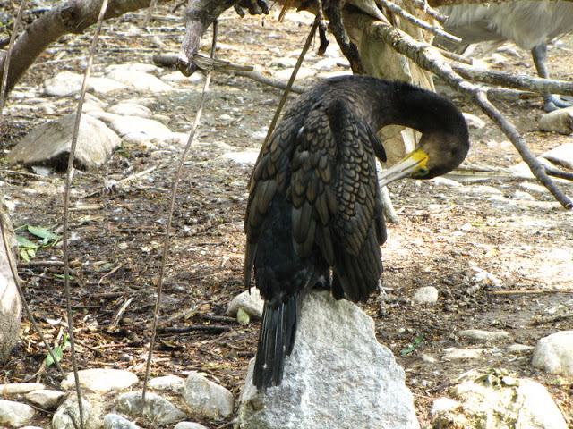 Tiergarten Schönbrunn 12.06.2010