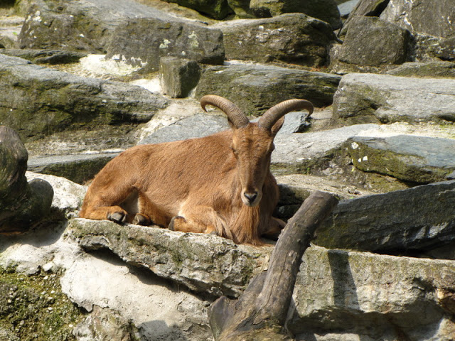 Tiergarten Schönbrunn 12.06.2010