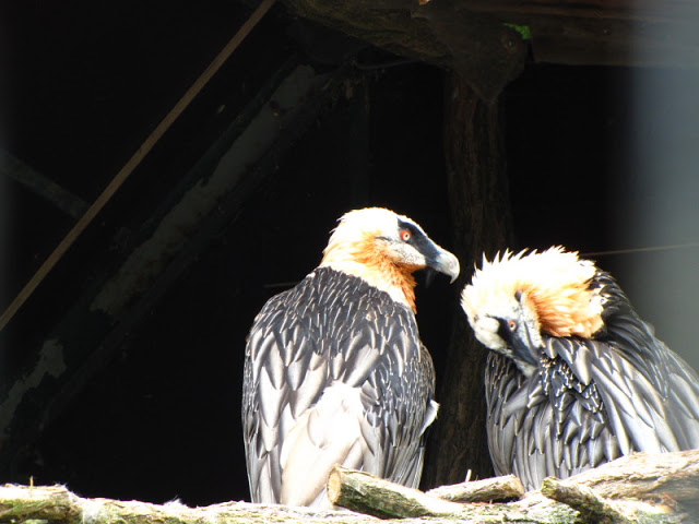 Tiergarten Schönbrunn 12.06.2010