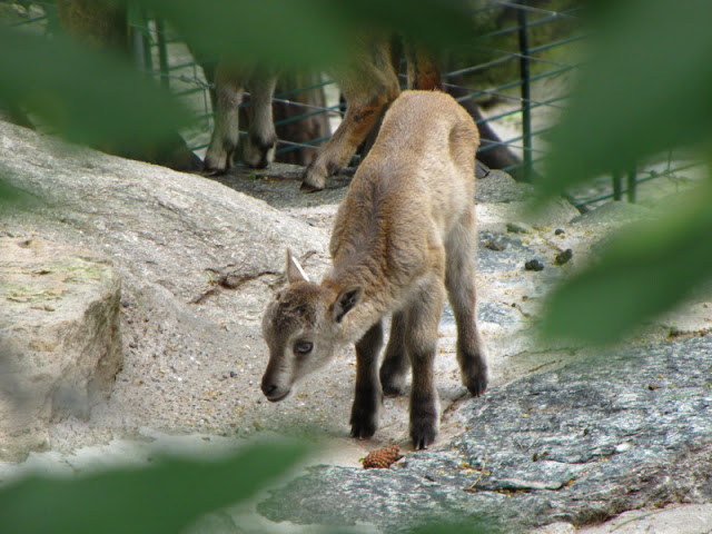 Tiergarten Schönbrunn 12.06.2010