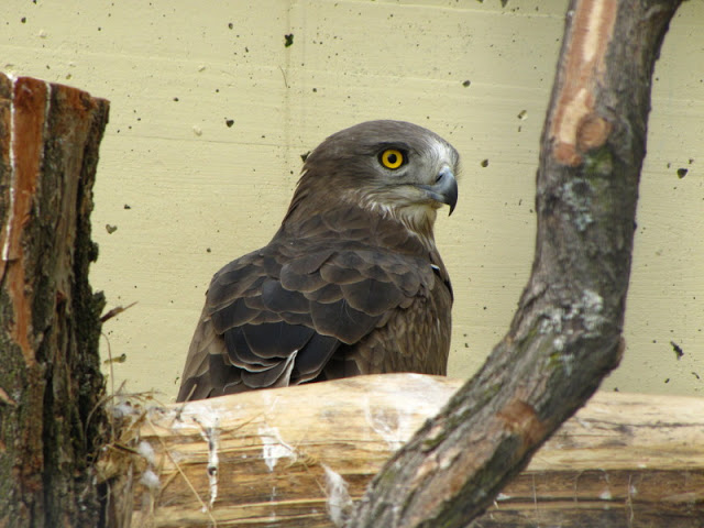 Tiergarten Schönbrunn 12.06.2010
