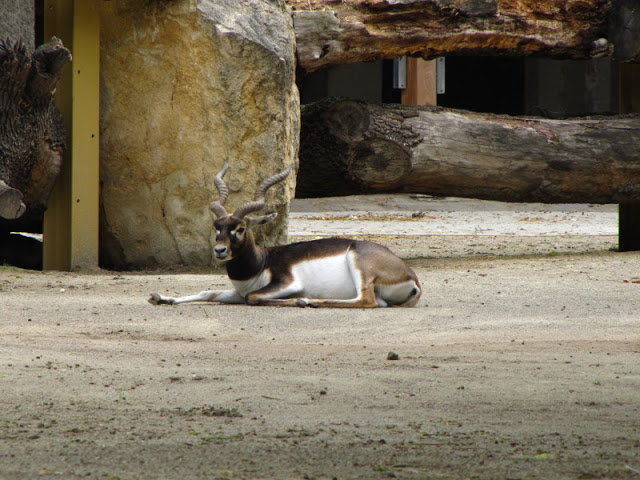 Tiergarten Schönbrunn 12.06.2010