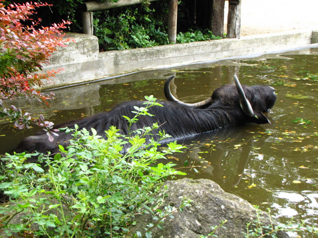Tiergarten Schönbrunn 12.06.2010