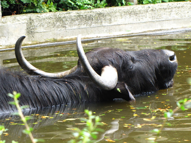 Tiergarten Schönbrunn 12.06.2010