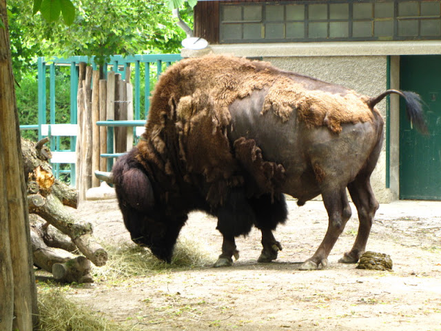 Tiergarten Schönbrunn 12.06.2010