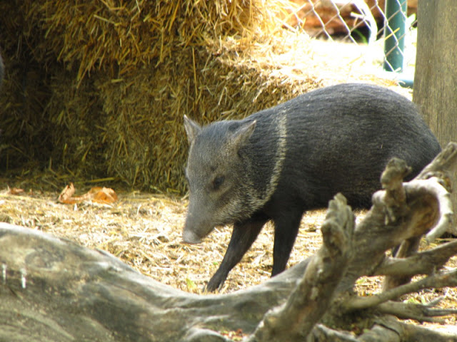 Tiergarten Schönbrunn 12.06.2010