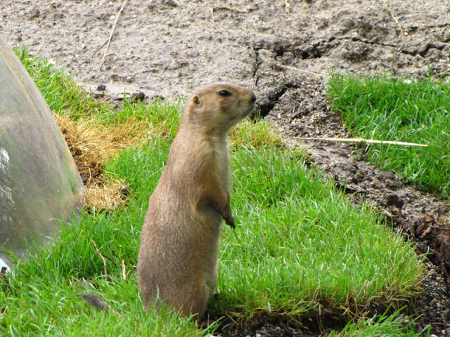 Tiergarten Schönbrunn 12.06.2010