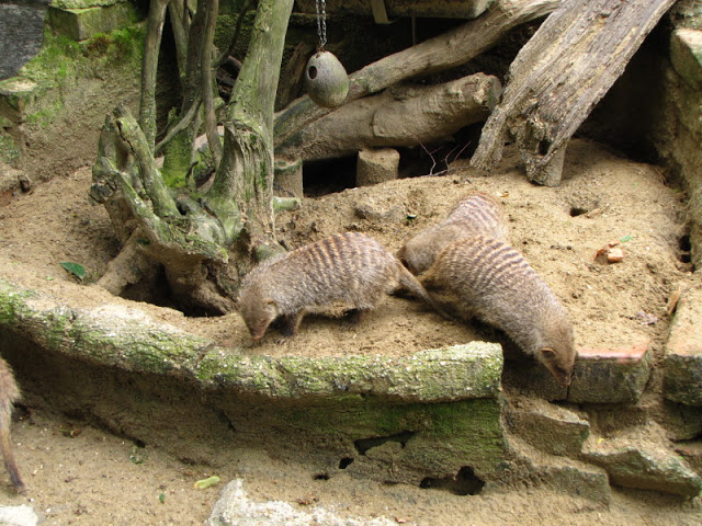 Tiergarten Schönbrunn 12.06.2010