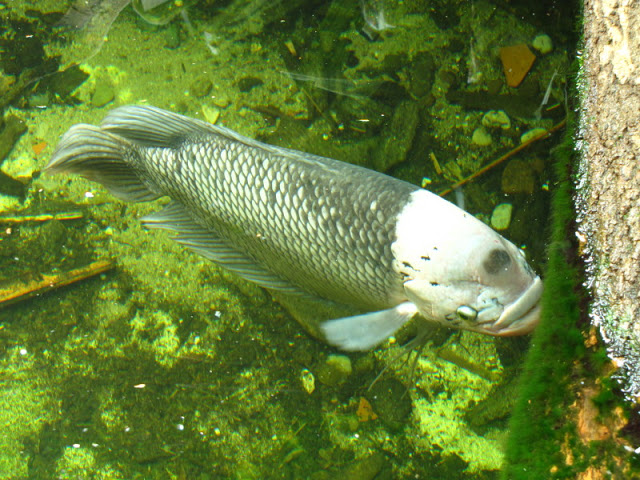 Tiergarten Schönbrunn 12.06.2010