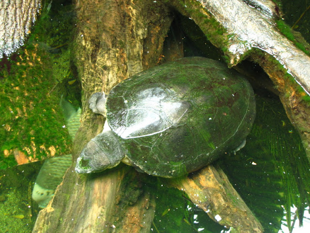 Tiergarten Schönbrunn 12.06.2010