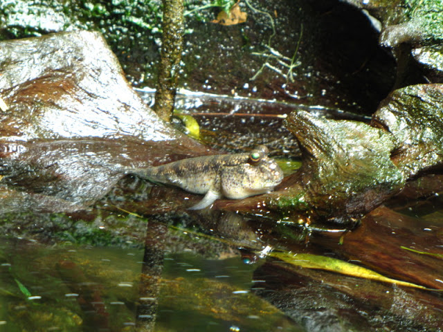 Tiergarten Schönbrunn 12.06.2010