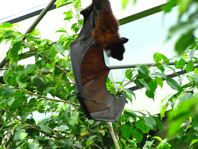 Tiergarten Schönbrunn 12.06.2010