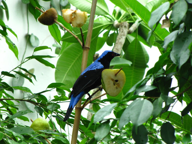 Tiergarten Schönbrunn 12.06.2010