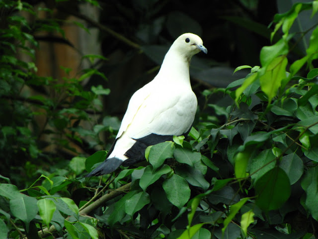 Tiergarten Schönbrunn 12.06.2010