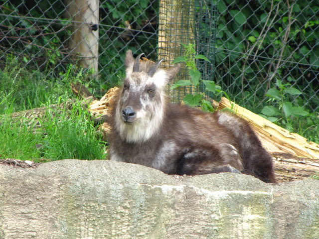 Tiergarten Schönbrunn 12.06.2010