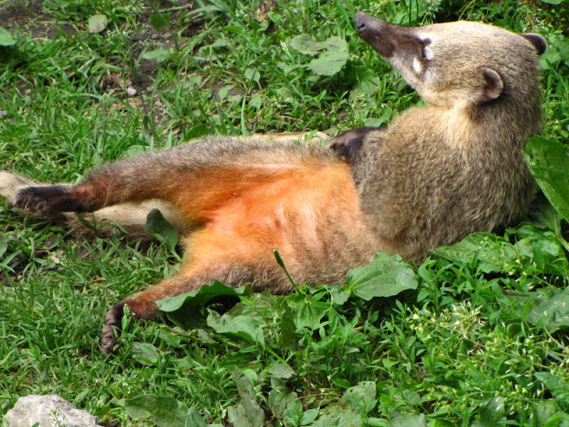 Tiergarten Schönbrunn 12.06.2010