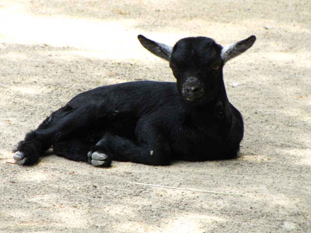 Tiergarten Schönbrunn 12.06.2010