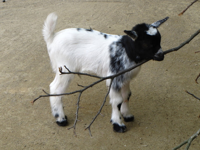 Tiergarten Schönbrunn 12.06.2010