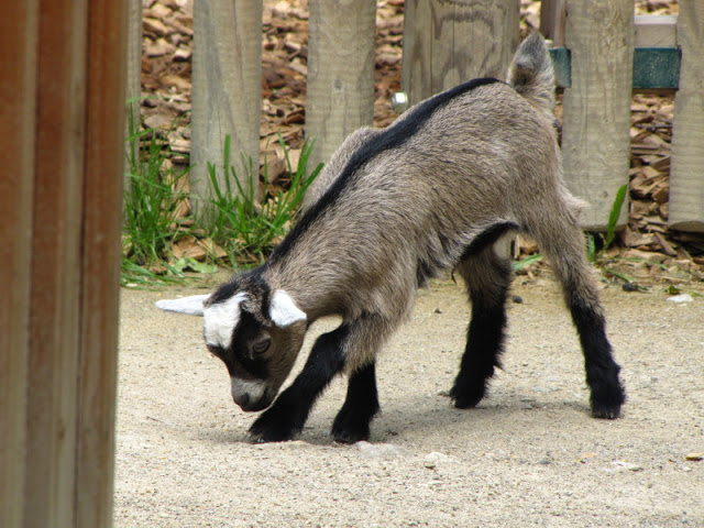 Tiergarten Schönbrunn 12.06.2010