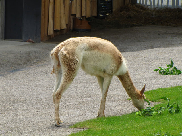 Tiergarten Schönbrunn 12.06.2010