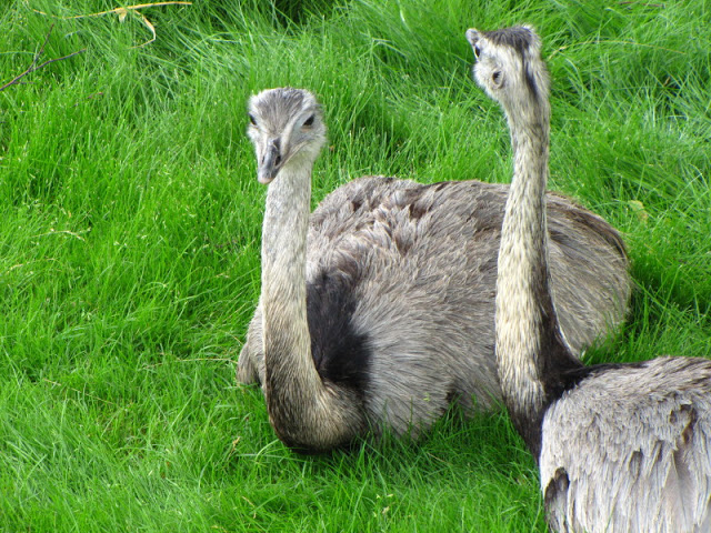 Tiergarten Schönbrunn 12.06.2010