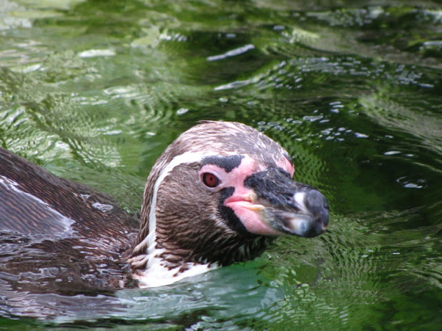 Tiergarten Schönbrunn 12.06.2010