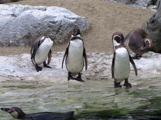 Tiergarten Schönbrunn 12.06.2010