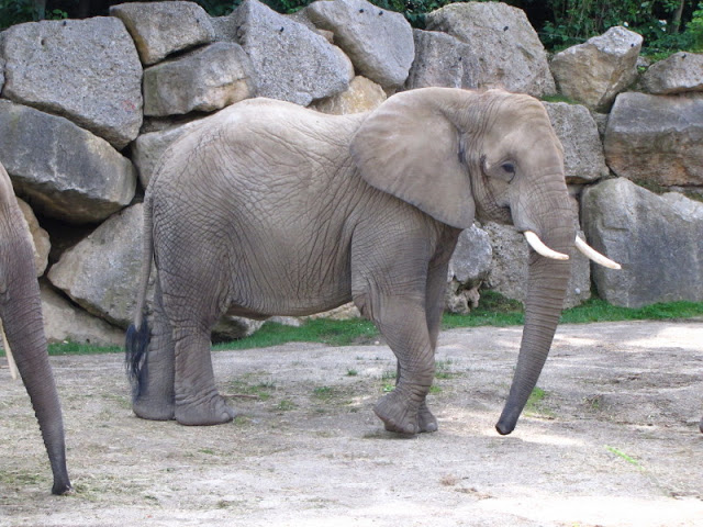 Tiergarten Schönbrunn 12.06.2010