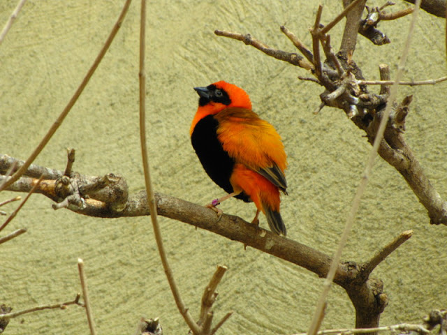 Tiergarten Schönbrunn 12.06.2010