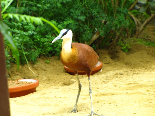 Tiergarten Schönbrunn 12.06.2010