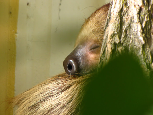 Tiergarten Schönbrunn 12.06.2010