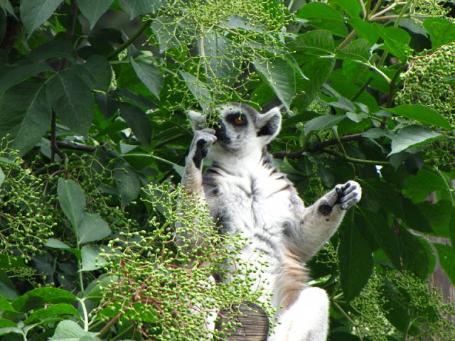 Tiergarten Schönbrunn 12.06.2010