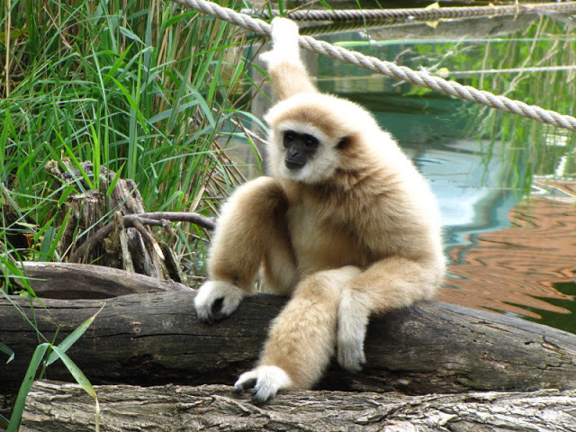 Tiergarten Schönbrunn 12.06.2010
